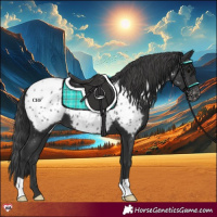 Horse Color:Black Near Leopard 