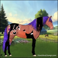 Horse Color:Watercolor Bay Tobiano Appaloosa 