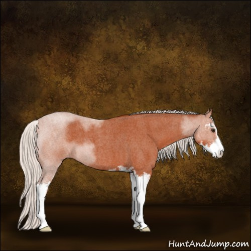 Horse Color:Silver Brown Roan Sabino 