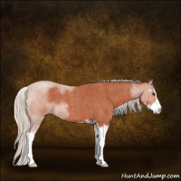 Horse Color:Silver Brown Roan Sabino 