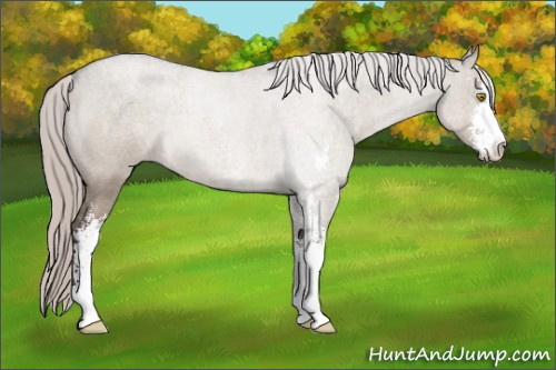 Horse Color:Silver Grullo Roan Sabino 