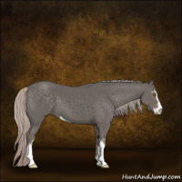 Horse Color:Silver Black Sabino 