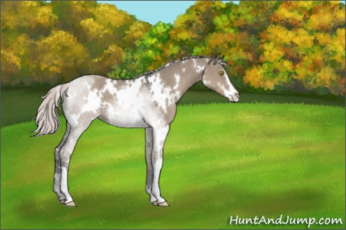 Horse Color:White Spotted Silver Grullo Sabino 