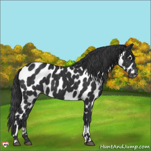 Horse Color:Black Appaloosa 