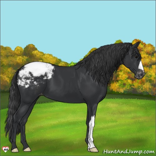 Horse Color:Black Appaloosa 
