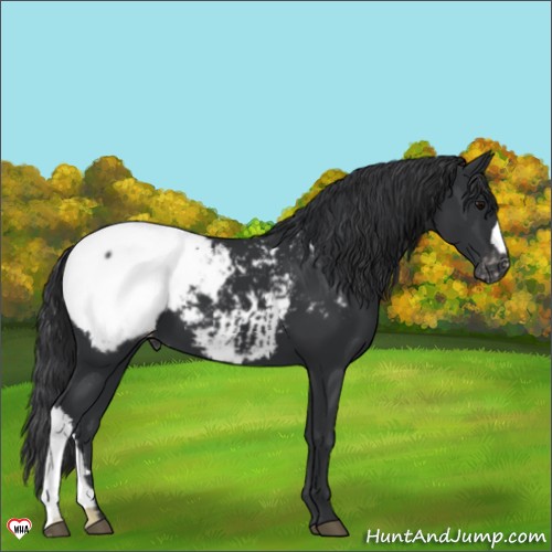 Horse Color:Black Appaloosa 