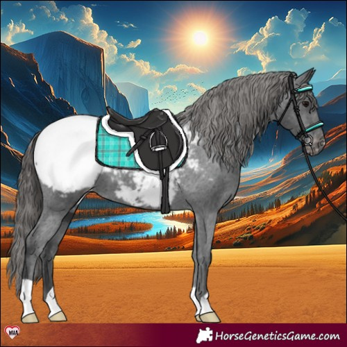 Horse Color:Black Appaloosa