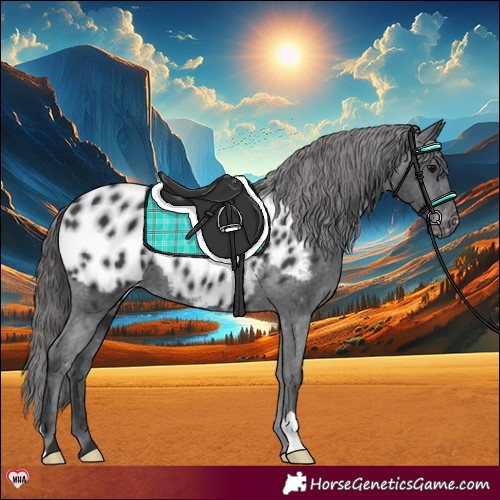 Horse Color:Black Appaloosa