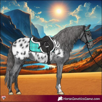 Horse Color:Black Appaloosa 