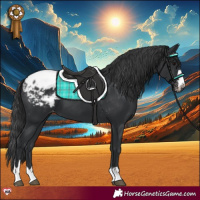 Horse Color:Black Appaloosa 