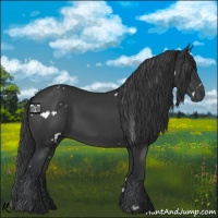 Horse Color:White Spotted Black