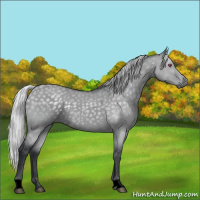 Horse Color:Void Silver Grullo Chinchilla 