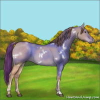 Horse Color:White Spotted Red Dun Roan 