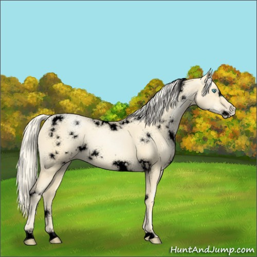 Horse Color:Void White Spotted Palomino Pearl