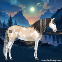 Horse Color:White Spotted Bay Dun Splash Rabicano 