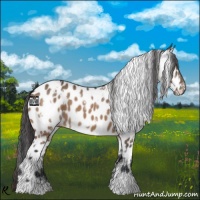 Horse Color:White Spotted Bay Dun Appaloosa 