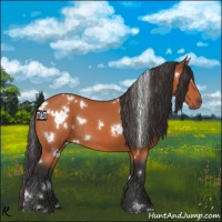 Horse Color:White Spotted Bay Rabicano 