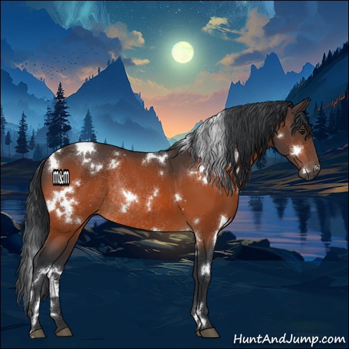 Horse Color:White Spotted Bay Rabicano