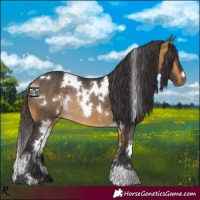 Horse Color:White Spotted Buckskin Rabicano 