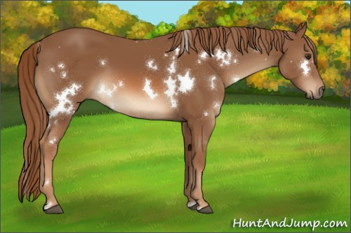 Horse Color:White Spotted Chestnut 