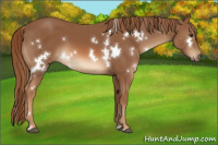 Horse Color:White Spotted Chestnut