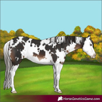Horse Color:White Spotted Liver Chestnut Splash 