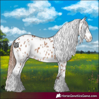 Horse Color:White Spotted Chocolate Bay Dun Appaloosa 
