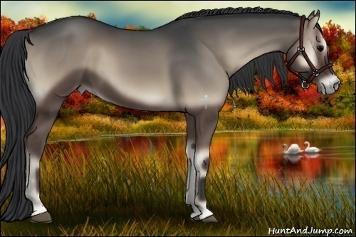 Horse Color:Blue Onyx 