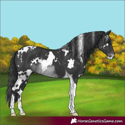 Horse Color:White Spotted Black Tobiano Varnish