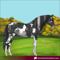 Horse Color:White Spotted Black Tobiano Varnish 