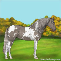 Horse Color:White Spotted Silver Grullo Tobiano 
