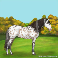 Horse Color:White Spotted Brown Dun Sabino Appaloosa