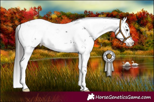 Horse Color:Liver Chestnut Sabino 