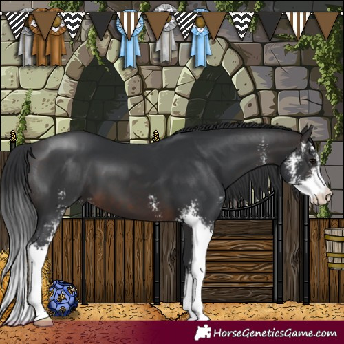 Horse Color:Brown Sabino 