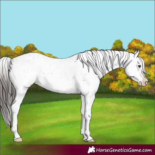 Horse Color:Brown Dun Mushroom Sabino Appaloosa 