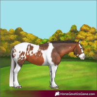 Horse Color:Bay Splash Tobiano Blanket 