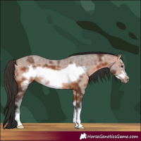 Horse Color:Bay Sabino Frame Rabicano 
