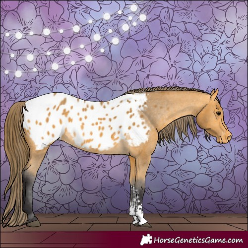 Horse Color:Buckskin Sabino Appaloosa 
