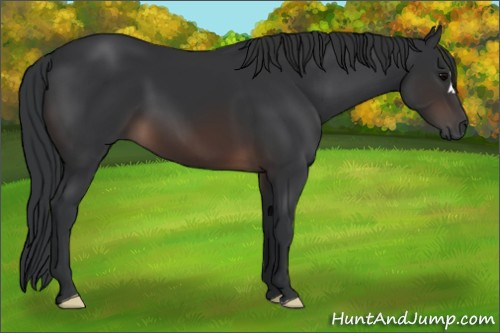 Horse Color:Brown 