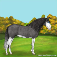 Horse Color:Smoky Blue Roan Splash 