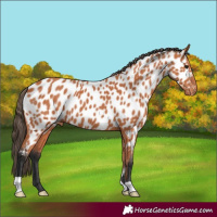 Horse Color:Bay Near Leopard