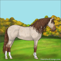 Horse Color:Red Dun Roan