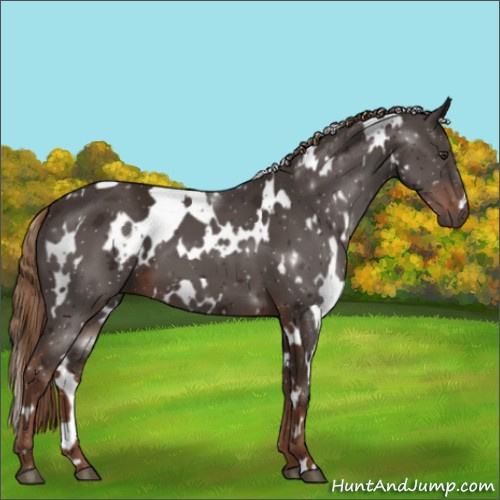Horse Color:White Spotted Liver Chestnut 