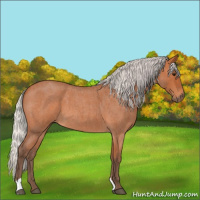 Horse Color:Silver Bay Roan 