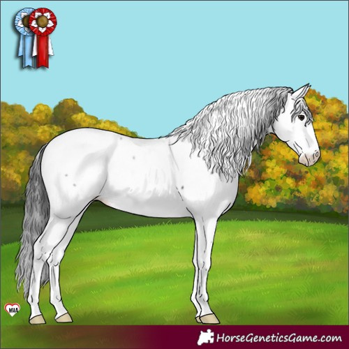 Horse Color:Black Appaloosa 