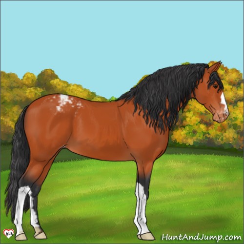 Horse Color:Bay Appaloosa 