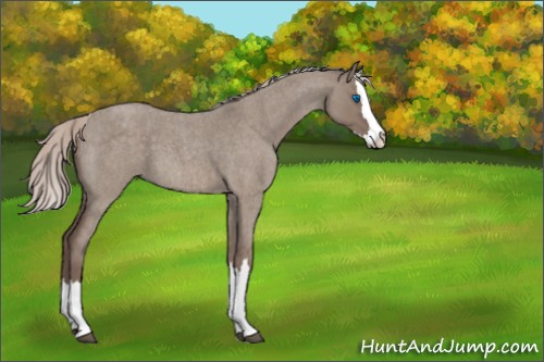 Horse Color:Silver Grullo Roan Splash 
