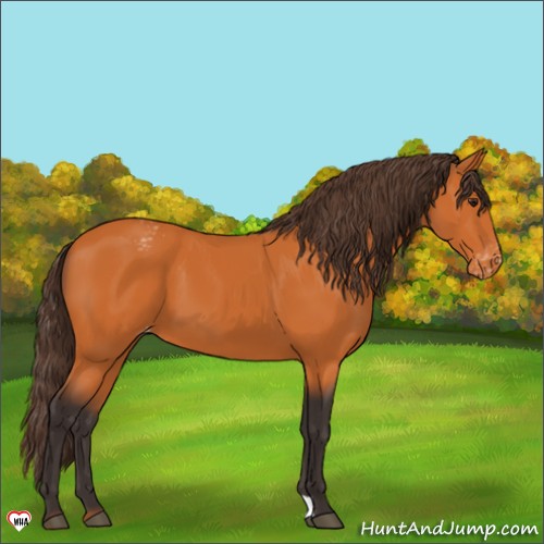 Horse Color:Buckskin Appaloosa 