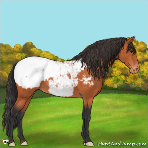 Horse Color:Bay Appaloosa 