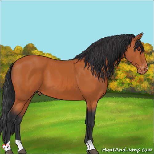 Horse Color:Bay Appaloosa 